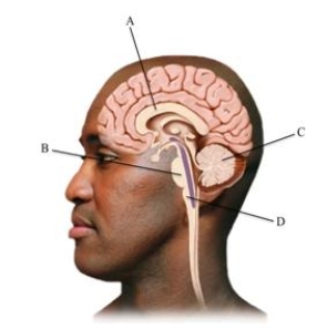 Which letter points to the structure connecting the two cerebral hemispheres?   A) corpus callosum B) pons C) cerebellum D) medulla