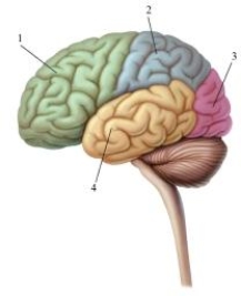 This image depicts the left hemisphere of the cerebral cortex.Pick the alternative that correctly labels the structures in the drawing.   A) 1 = parietal lobe, 2 = gray matter, 3 = association areas, 4 = white matter B) 1 = frontal lobe, 2 = parietal lobe, 3 = occipital lobe, 4 = temporal lobe C) 1 = frontal lobe, 2 = temporal lobe, 3 = parietal lobe, 4 = occipital lobe D) 1 = temporal lobe, 2 = midbrain lobe, 3 = occipital lobe, 4 = frontal lobe