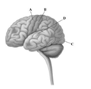 This drawing depicts the left hemisphere of the cerebral cortex.Which letter points to the area where visual information is processed?   A) primary motor cortex B) somatosensory cortex C) primary visual cortex D) occipital lobe and primary auditory cortex