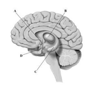 This cross-sectional drawing of the human brain depicts four structures that are key components of the limbic system. Which brain structure plays a critical role in forming new memories?   A) hypothalamus B) thalamus C) hippocampus D) amygdala