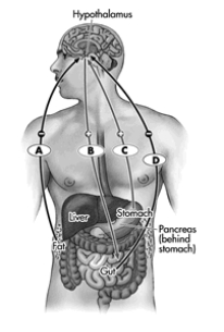 The image below depicts the interactions of some of the key hormones and neurotransmitters that regulate hunger, including where they are manufactured in the body and whether they increase (+)  or decrease (-)  hunger. Which letter indicates the hormone ghrelin?   A) A B) B C) C D) D