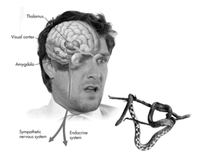  As shown in the figure below, when faced with a potentially threatening stimulus, such as a snake dangling from a branch in front of you, two pathways in the brain are activated. The direct pathway involves _____and the indirect pathway involves _____.   A) thalamus  \to  amygdala; thalamus  \to  visual cortex  \to  amygdala B) amygdala  \to  thalamus  \to  endocrine system; thalamus  \to  amygdala  \to  sympathetic nervous system  \to  endocrine system C) thalamus  \to  visual cortex  \to  amygdala; thalamus  \to  amygdala D) amygdala \to   thalamus; amygdala  \to  visual cortex  \to  thalamus 