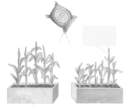 The two-pots analogy in this figure is used to illustrate which of the following?   A) Because the two environments are very different (poor soil versus rich soil) , no conclusions can be drawn about possible overall genetic differences between the plants in pot A and the plants in pot B. B) Because the seeds are not genetically identical, the plants within pot A and within pot B will have the same variability in height and this variation within each group of seeds is completely due to environmental factors. C) Because the two environments are very different (poor soil versus rich soil) , it can be concluded that differences between the plants in pot A and the plants in pot B are due entirely to genetic factors. D) Because the seeds are not genetically identical, the plants in pot A will be taller than the plants in pot B and this difference between each group of seeds is due completely to genetic factors.