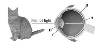 This image depicts a cross section of the human eye. Which structure changes shape to focus incoming light?   A) fovea B) retina C) lens D) cornea