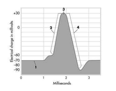 The graph shows the changing electrical charge of a neuron when it activates. Pick the alternative that correctly labels the different phases depicted in the graph.   A) 1 = action potential, 2 = stimulus threshold, 3 = refractory period, 4 = resting potential B) 1 = ions cross membrane, 2 = action potential, 3 = stimulus threshold, 4 = depolarization C) 1 = depolarization, 2 = action potential, 3 = stimulus threshold, 4 = repolarization D) 1 = resting potential, 2 = ions cross membrane, 3 = action potential, 4 = refractory period