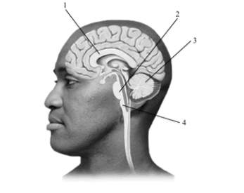 This cross-section of the human brain depicts several key structures. Pick the alternative that correctly labels the structures in the drawing.   A) 1 = hypothalamus, 2 = nucleus, 3 = axon, 4 = myelin sheath B) 1 = corpus callosum, 2 = pons, 3 = cerebellum, 4 = medulla C) 1 = hippocampus, 2 = reticular formation, 3 = medulla, 4 = spinal cord D) 1 = thalamus, 2 = hypothalamus, 3 = pons, 4 = brain stem