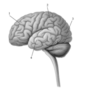 This image depicts the left hemisphere of the cerebral cortex. Pick the alternative that correctly labels the structures in the drawing.   A) 1 = parietal lobe, 2 = gray matter, 3 = association areas, 4 = white matter B) 1 = frontal lobe, 2 = parietal lobe, 3 = occipital lobe, 4 = temporal lobe C) 1 = frontal lobe, 2 = temporal lobe, 3 = parietal lobe, 4 = occipital lobe D) 1 = temporal lobe, 2 = midbrain lobe, 3 = occipital lobe, 4 = frontal lobe