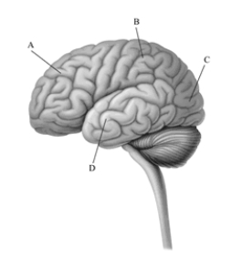 This image depicts the left hemisphere of the cerebral cortex. Which area processes information about body sensations and contains the somatosensory cortex?   A) frontal lobe B) parietal lobe C) occipital lobe D) temporal lobe