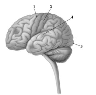 This drawing depicts the left hemisphere of the cerebral cortex. Pick the alternative that correctly labels the drawing.   A) 1 = parietal lobe, 2 = temporal lobe, 3 = occipital lobe, 4 = midbrain B) 1 = primary motor cortex, 2 = somatosensory cortex, 3 = primary visual cortex, 4 = primary auditory cortex C) 1 = gray matter, 2 = white matter, 3 = cerebellum, 4 = midbrain D) 1 = corpus callosum, 2 = lateral fissure, 3 = occipital lobe, 4 = Broca's area