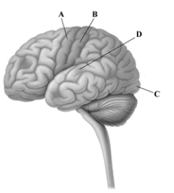 This drawing depicts the left hemisphere of the cerebral cortex. Which letter points to the area where the signals for voluntary muscle movements are initiated?   A) frontal lobe and primary motor cortex B) somatosensory cortex C) primary visual cortex D) primary auditory cortex