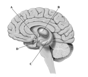 This cross-sectional drawing of the human brain depicts four structures that are key components of the limbic system. Which brain structure plays a critical role in forming new memories?   A) hypothalamus B) thalamus C) hippocampus D) amygdala