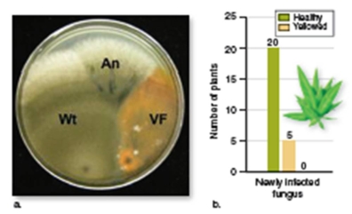 figure 37.20   -What did the scientists conclude from figure 37.20? A) Adding the virus back to virus-free fungi decreased plant survival B) Infecting plants with the virus increased their survival C) Infecting plants with the virus decreased their survival D) Infecting the fungus with the virus allowed them to grow in the heat E) Adding the virus back to virus-free fungi increased plant survival