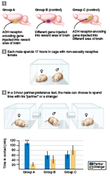 figure 35.26   -What was the purpose of the Group C control in figure 35.26? A) To determine if injection of any gene into the reward area of the brain caused a change in bonding. B) To determine if injection of the ADH receptor in other areas of the brain caused a change in bonding. C) To determine if injection of any gene into other areas of the brain caused a change in bonding. D) To determine if injection of the ADH receptor into the reward area of the brain caused a change in bonding. E) To determine if injection of ADH into the reward area of the brain caused a change in bonding.