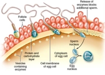 figure 34.13   -Based on figure 34.13,who is at the highest risk of contracting a sexually transmitted disease? A) Males B) Both have the same risk C) Females