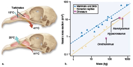 figure 32.16   -Based on figure 32.16,were the extinct ancestors to birds endotherms or ectotherms? A) Endotherms B) Ectotherms C) You cannot tell from the data