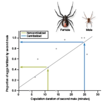 figure 31.21   -In figure 31.21,what is the independent variable? A) Proportion of eggs fertilized by a second male B) If cannibalization occurred C) If the males were sterile D) Copulation duration of the second male E) If the female ate the male