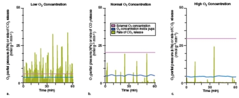 figure 30.15   -What is the dependent variable in figure 30.15? A) Time B) Partial pressure of oxygen in the tracheae C) The external concentration of oxygen D) The number of moth pupae E) The size of each moth pupa