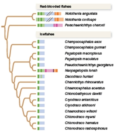 figure 29.20   -Examining figure 29.20,which of the following is the best explanation of the globin gene cluster observed in Neopagetopsis ionah? A) N. ionah is not an ice fish B) Identical mutations occurred in the alpha and beta globin genes four separate times since ice fishes diverged from red-blooded fishes C) N. ionah's ancestors interbred with red-blooded fishes D) The mutations in the alpha and beta globin genes do not explain why ice fish have white blood E) The ancestor to ice fishes and red-blooded fishes did not have alpha and beta globin genes, and these arose in the red-blooded fishes after the two groups diverged