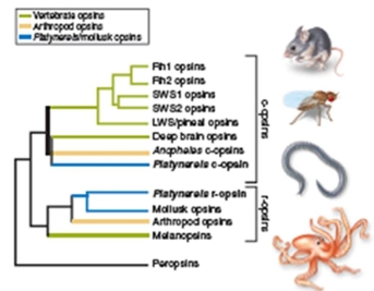 figure 26.17   -Based on figure 26.17,you conclude: A) c-opsin arose independently in vertebrates B) r-opsin arose independently in invertebrates C) an organism can only have one type of opsin D) c-opsin and r-opsin arose from a common ancestral protein E) c-opsins are in photoreceptor cells in vertebrates and invertebrates