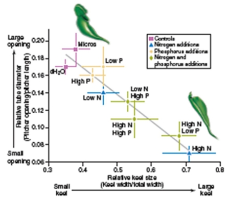 Figure 22.13   -A normal pitcher has a narrow keel and a wide pitcher opening,maximizing the potential for trapping prey.On the other hand,a leaf optimized for photosynthesis has a wide keel and a small pitcher opening.Based on this observation and Figure 22.13,what conclusion can be drawn? A) High phosphorous correlated with increased photosynthetic ability B) High nitrogen correlated with increased photosynthetic ability C) High nitrogen correlated with increased trapping ability D) High phosphorous correlated with increased trapping ability