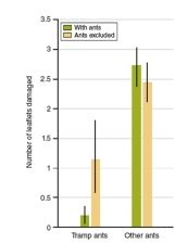 Figure 21.23   -What was the dependent variable in their experiment (Figure 21.23) ? A) The presence of tramp ants B) The presence of other ants C) The number of leaflets that were damaged D) The amount of fruit produced E) The amount of nectar consumed