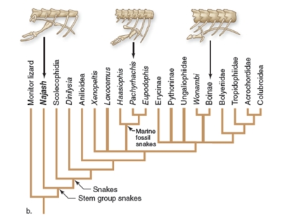figure 20.58   -If snakes did evolve from burrowing lizards,which of the following is the most likely explanation for the selective advantage of snakes losing their hindlimbs? A) They could pursue small prey down holes better without hind limbs B) They would be able to move faster without hindlimbs C) They could grasp prey better without hindlimbs D) They could swim better without hindlimbs E) They could dig tunnels faster without hindlimbs