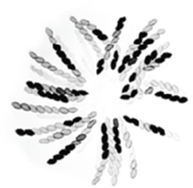   -Based on the structures of the spores of Neurospora crassa,which phyla would it be found in? A) Ascomycetes B) Chytridiomycetes C) Deuteromycetes D) Zygomycetes E) Basidiomycetes