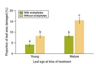 figure 19.22   -In figure 19.22 what was the dependent variable? A) The age of the leaf B) The percent of the leaf area damaged C) The presence or absence of endophyte spores D) The presence or absence of the pathogen Phytophthora E) The percent of the leaf area containing endophytes