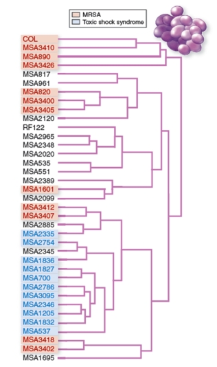 figure 16.14   -Based on figure 16.14,which of the following is the most likely explanation for the observed pattern of MRSA strains? A) The methicillin resistance mutation has evolved many times through processes like conjugation B) The methicillin resistance mutation arose once and was passed through processes like binary fission C) Methicillin resistance is a recessive mutation, and only appears when two carrier bacteria mate D) The distribution of methicillin resistance is random, and is not likely caused by a single mutation E) Toxic shock syndrome is caused by methicillin resistance