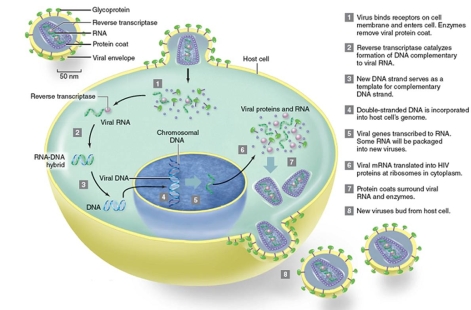 figure 15.4   -Reviewing figure 15.4,why could researchers use PCR to amplify viral DNA from the chimp Marilyn's tissues? A) Because the HIV is converted to DNA and integrated into a cell's chromosome B) Because PCR uses a reverse transcriptase and can thus detect RNA C) Because HIV uses DNA as its genetic material D) Because some of the HIV will be stuck to the outside of a cell E) Because PCR can amplify any genetic material