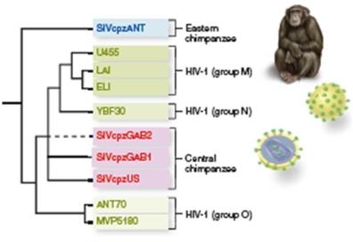 figure 15.9   -It has been difficult to generate drugs to treat AIDS for which reason? A) HIV does not cause AIDS B) HIV does not use any enzymes that can be targeted by drugs C) HIV mutates rapidly because reverse transcriptase lacks proofreading D) The only way to kill a virus is with a vaccine, not with drugs E) People with HIV infections die very rapidly, before the drugs have a chance to cure them