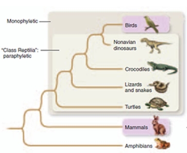 figure 13.20   -Based on figure 13.20 shown,birds are most closely related to: A) Crocodiles B) Snakes C) Mammals D) Dinosaurs E) Amphibians