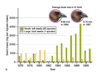 figure 12.22b   -In figure 12.22b,what is the dependent variable? A) Year B) Beak size C) Seed mass D) Total rainfall E) Seed size