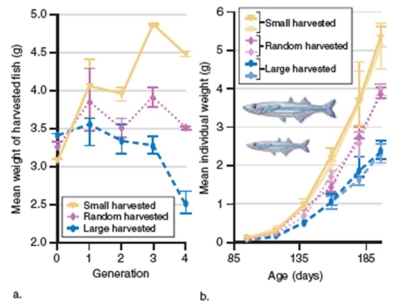 Figure 11.21   -What was the dependent variable in Figure 11.21? A) The mean weight of harvested fish B) The generation C) The age of the fish D) The size at which the fish were harvested E) The species of fish