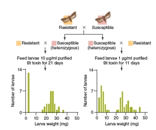 Figure 10.28   -In Figure 10.28,the F2 generation is shown in the graphs at the bottom of the figure.The cluster of bollworms at lower larva weights would have which genotype? A) RR B) rr C) Rr or RR D) Rr E) Rr or rr
