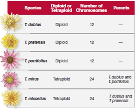 Figure 9.19   -Based on Figure 9.19,T.mirus would normally produce gametes with __ chromosomes. A) 24 B) 12 C) 6 D) 2 E) 1