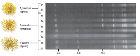 Figure 9.20   -Based on Figure 9.20,T.mirus has: A) Arisen only once with T. pratensis being the female parent B) Arisen only once with T. dubius being the female parent C) Arisen more than once with T. pratensis and T. dubius both being the female parent D) Arisen more than once with T. pratensis being the female parent E) Arisen more than once with T. dubius being the female parent