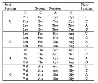   -Using the genetic code shown here,predict what type of mutation has occurred in the hemoglobin sickle cell anemia allele. Normal allele 5' - GGAAUGAAACAGGAACCC - 3' Mutant allele 5' - GGAAUGAAACAGGUACCC - 3' A) A point mutation, Val to Glu B) A frame shift C) Addition of a new stop codon D) A point mutation, Glu to Val