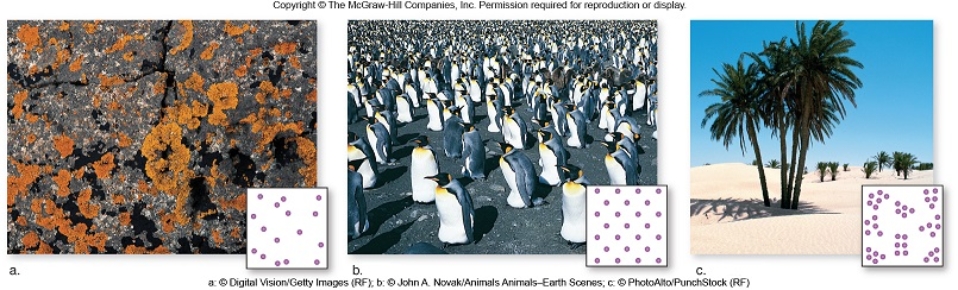 <strong>Figuer: Three population distribution patterns are shown in this figure. The type of population distribution seen,in inset a,when the habitat is relatively consistent and individuals do not strongly attract or repel one another is _____ distribution.</strong> A) nonselected B) uniform C) forced D) random E) clumped