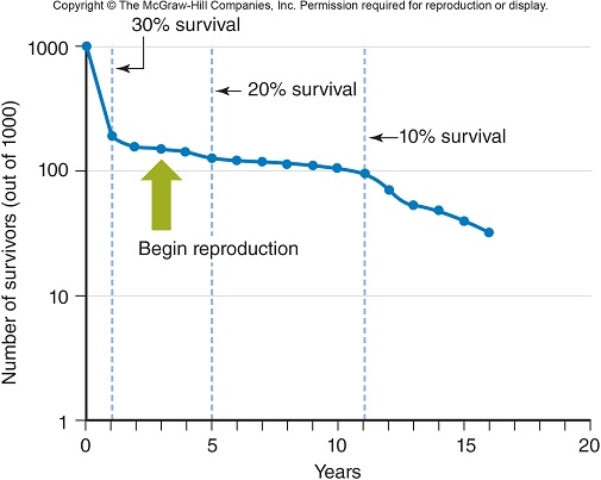 <strong>In this graph of yellow-eyed penguins,the data indicate that </strong> A) Reproductive age of the yellow-eyed penguins is three years. B) All of the answer choices are correct. C) Most of the yellow-eyed penguins die in their first year of life. D) 10% of the yellow-eyed penguins live to eleven years of age. E) Just less than 30% of the yellow-eyed penguins survive to reproductive age.