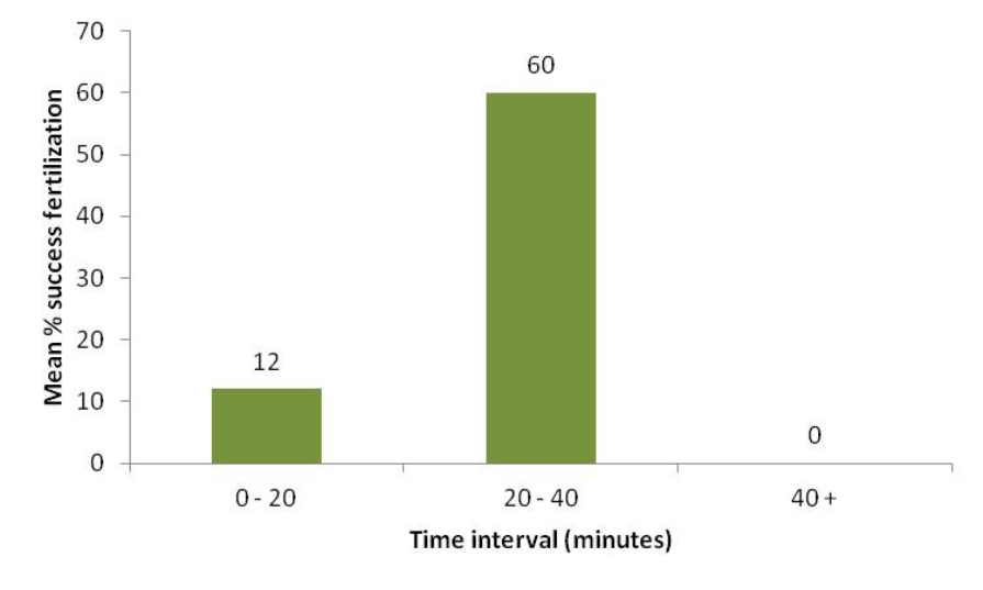 Figuer:  Hanlon,Naud,and their colleagues analyzed DNA among mating males and fertilized eggs of Sepia apama cuttlefish,after mating had been observed.Examine their results in this figure.Which conclusion is supported by these results?   A)  Mimicry of females by smaller males does not result in any successful production of fertilized eggs. B)  Guarding females for more than 40 minutes prevents females from sorting and fertilizing sperm and eggs before the eggs die. C)  Smaller males that mimic females are more successful in producing fertilized eggs. D)  There is no reproductive value for a male to guard the female for less than 20 minutes. E)  A male guarding a female 20 to 40 minutes from subsequent mating attempts of other males is the most successful behavior.