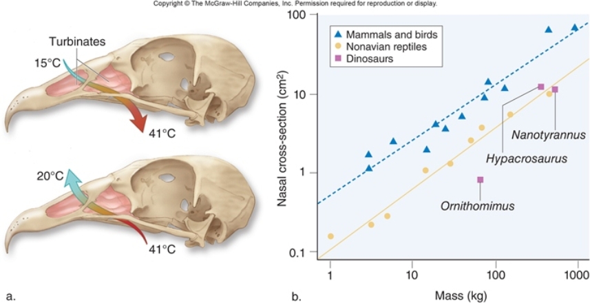 <strong>Figuer:   In this figure,the authors of the study looked for a correlation between which two variables?</strong> A) mass and nasal cross section B) mass and endothermy C) being extinct and mass D) mass and nasal cross section E) presence of a turbinate and nasal cross section <div style=padding-top: 35px> 