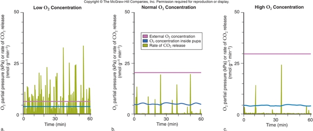 <strong>Figuer: What is the dependent variable in this figure?</strong> A) time B) partial pressure of oxygen in the tracheae C) external concentration of oxygen D) number of moth pupae E) size of each moth pupa