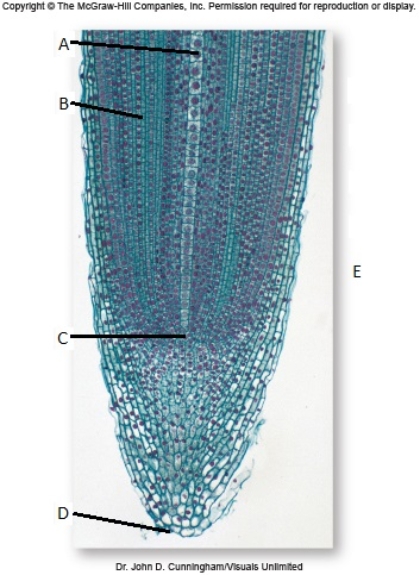 <strong>The root cap (labeled item D) </strong> A) secretes a lubricant for the growing root. B) is located at the tip of the root. C) plays a role in sensing gravity. D) protects the meristem from abrasion. E) All of the answer choices are correct.