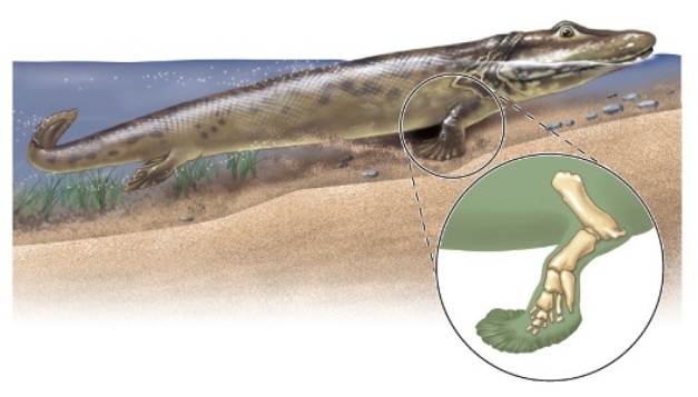 Figuer:   -The observation that Tiktaalik had both gills and lungs suggests which of the following? A)  It could absorb oxygen from both the air and water. B)  It could absorb oxygen from the air. C)  It could absorb food from the water. D)  It could absorb oxygen from the water. E)  It could absorb both food and oxygen from the water.