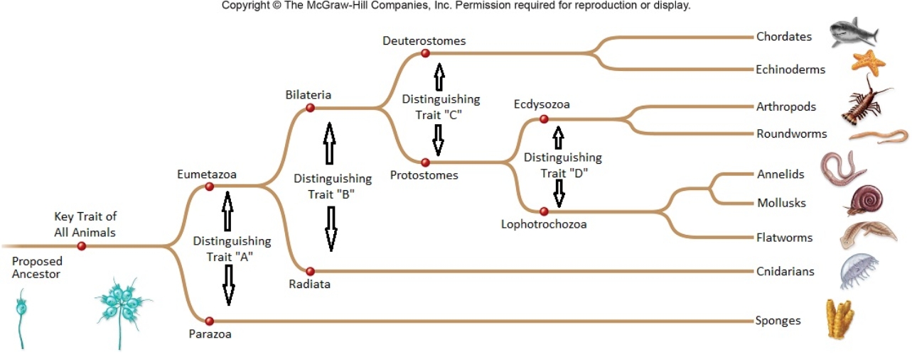 Figuer: Main animal groups are noted at the right. Names diverging at each node are morphological or body form names. Note that the animal traits key to distinguishing the groups and body forms are not shown.   If an animal researcher reproduces this evolutionary tree,but rotates the body forms and animal groups,showing the Deuterostomes beneath the Protostomes,the interpretation of common ancestry and divergence among the body forms and animal groups will completely change.<div style=padding-top: 35px> 