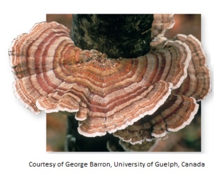 The large reproductive structure shown,produced after meiosis in the fungal life cycle,is characteristically covered by a large,flat,shelf,conical,or puffball fruiting body in the phylum   A)  chytridiomycetes. B)  glomeromycetes. C)  zygomycetes. D)  ascomycetes. E)  basidiomycetes.