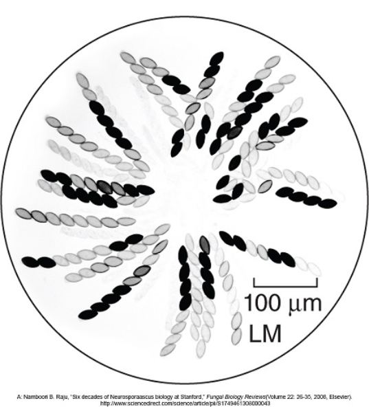 Figuer:   -Within the life cycle of Neurospora crassa,strands of exactly eight spores are A)  asci. B)  haploid. C)  dikaryotic. D)  diploid. E)  both asci and haploid.