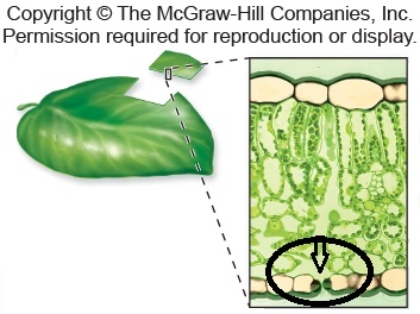 Openings in the plant leaves,as shown in the image below,are called ___ and allow for the exchange of carbon dioxide and oxygen.   A)  root. B)  xylem. C)  cuticle. D)  stomata. E)  phloem.