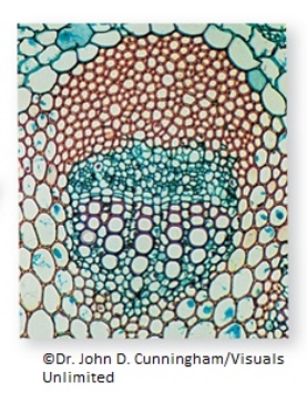 After a biology field trip,you make a thin section of a flowering plant stem.You observe these two main sets of cells: the lower set of cells are large,have thick walls,and test positive for the lignin molecule,while the smaller,but uniform red cells do not have lignin.From this evidence,you conclude that the larger cells with lignin are   A)  cuticle. B)  stomata. C)  rhizoids. D)  xylem. E)  phloem.